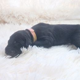 Bella - Black female Great Dane puppy in Colorado Springs, Colorado from Pilot Danes