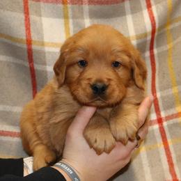 Cinnamon - Dark golden male Golden Retriever puppy in New Weston, Ohio from Bertke AKC Golden Retrievers and Bernese Mountain Dogs