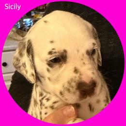 Sicily - White and liver brown female Dalmatian puppy in Lakewood, Colorado from Hapi-Dal Dalmatians and Primetime Whippets