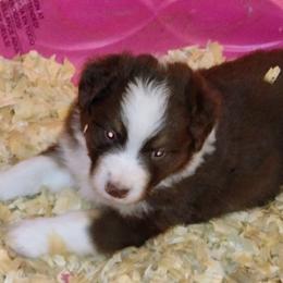 Australian Shepherd Puppies from High Desert Aussies