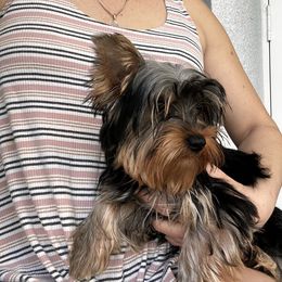 MIA - Blue and gold female Yorkshire Terrier puppy in Cape Coral, Florida from Katherine’s Yorkies and Poodles
