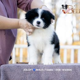 ZOLOFT - Black and white male Border Collie puppy in Bryantown, Maryland from Bellaclan Border Collies