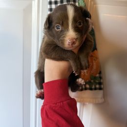 Male 4. - Red male Border Collie puppy in Asheboro, North Carolina from Coble Kennels