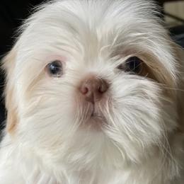 Boy 2 Little Luke - Gold and white male Shih Tzu puppy in Troy, Michigan from "Shihtzu Best Friend"