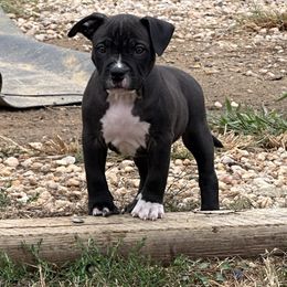 Orange - Black female American Bully puppy in Union County, North Carolina from XLRG BULLIES