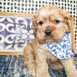 Rusty - Buff male Cocker Spaniel puppy in Rattan, Oklahoma from Double M Cocker Spaniels