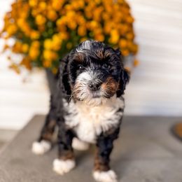Hazle - Tri-color female Bernedoodle puppy in Ammon, Idaho from Little Stone Bernedoodles