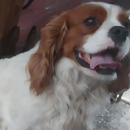 PJ - Cavalier King Charles Spaniel