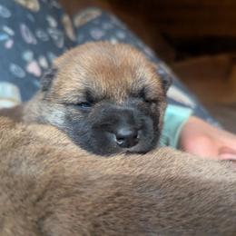 Iris - Red female Shiba Inu puppy in Jasper, New York from Cornerpost Shiba Inus