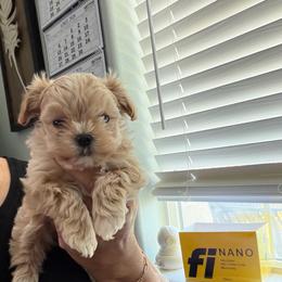 Lady Poppy - Apricot female Maltipoo puppy in Southern,, California from Maltipoo Tiny Pups & More