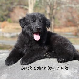 Black Collar boy - Black male German Shepherd puppy in Elkmont, Alabama from Oakmont Shepherds