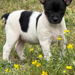 Girl 1 - Black tan and white female Rat Terrier puppy in Bee Branch, Arkansas from Rust Creek Rat Terrier’s