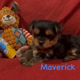 Maverick - Black & tan tri-color male Morkie puppy in Seneca, Missouri from M.Y. Morkies and Yorkies