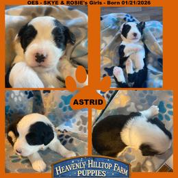 ORANGE COLLAR GIRL - Black and white female Old English Sheepdog puppy in Charlo, Montana from Heavenly Hilltop Farm