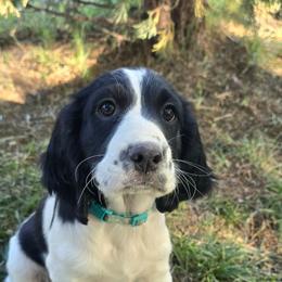 Indianapolis Clowns - Black and white male English Springer Spaniel puppy in Palisade, Colorado from Bigfoot's Kennel