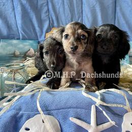 Dachshund Puppies from M.H.P Dachshunds