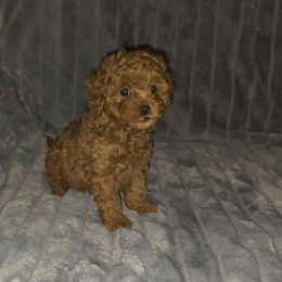 Mya - Red female Cavapoo puppy in Dewey, Oklahoma from Lebel Cavapoos