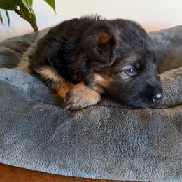 Jack - Black and red male German Shepherd puppy in Big Rapids, Michigan from Misty Hills German Shepherds