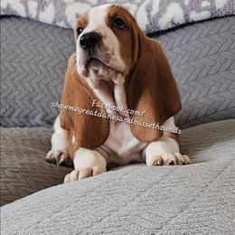 Purple collar - Mahogany and white female Basset Hound puppy in Alton, Illinois from Show Me Great Danes and Basset Hounds