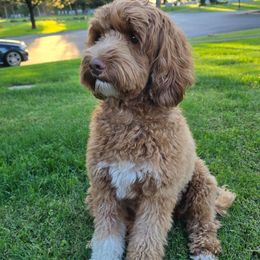 Lola - Australian Labradoodle