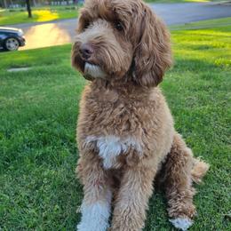 Lola - Australian Labradoodle