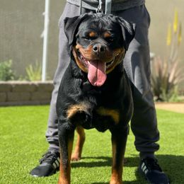 Gucci II Von Der Obersten - Rottweiler