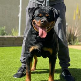 Gucci II Von Der Obersten - Rottweiler