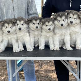 Alaskan Malamute puppies from Illusion Kennel