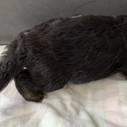 "Orange girl" German Shepherd Puppies from R.J German Shepherds