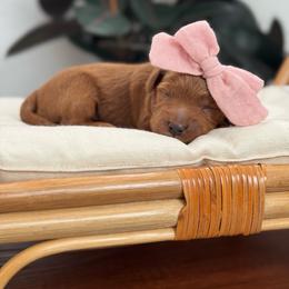 Girl 1 - Red  female Goldendoodle puppy in Elk Grove, California from Doodles by Faith