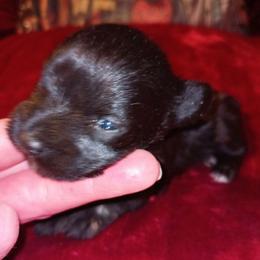 Kat - Black female Miniature Schnauzer puppy in Midland, Texas from Shebbies Puppy Palace