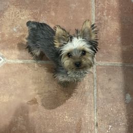 Australian Shepherd, Boerboel, Shorkie, and Yorkshire Terrier Puppies from SATA Kennels
