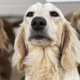 Dachshunds from Sassy Sausage Dogs