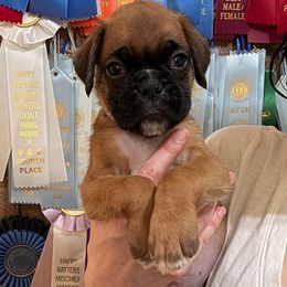 Kickin Roosters Peeta (Black Collar) - Fawn male Boxer puppy in Alpine, New York from Kickin Rooster AKC Boxers