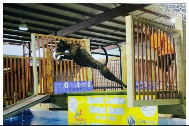 Boxers and Brussels Griffons from GN Canine Crew