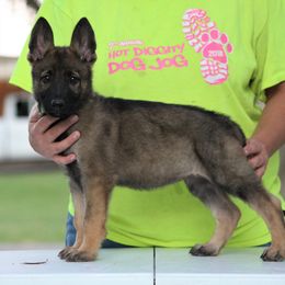 German Shepherd Puppies from Außer Gefahr German Shepherds