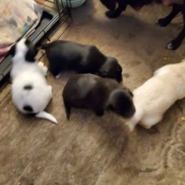 Chihuahua puppies from Lynda Pups