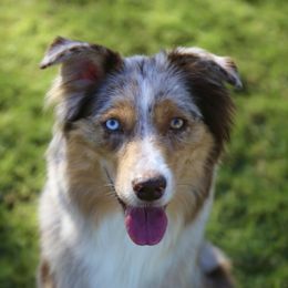 Shae - Miniature Australian Shepherd
