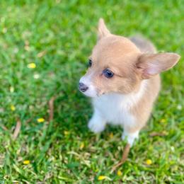 Chocolatè - Sable female Pembroke Welsh Corgi puppy in Hueytown, Alabama from AAA Corgis