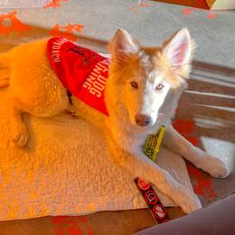 Native American Indian Dog Puppies from Seven Sisters Canids