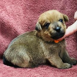 Orange Collar Male - Red male Norfolk Terrier puppy in Bristol, Tennessee from Holston Hollow Farm