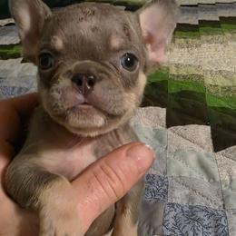 Itty bitty bit - Blue fawn female French Bulldog puppy in Manchester, Iowa from Stogdill's Baby Bullies