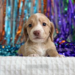 Velma - Piebald female Dachshund puppy in Chandler, Arizona from Vonaducci Doxies, LLC.