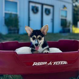 Lulu's Blue Boy - Black and tan male Pembroke Welsh Corgi puppy in Vilonia, Arkansas from Lucky Pups Corgis