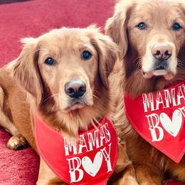 Brittanys and Golden Retrievers from Our Golden Adventures