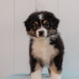 Australian Shepherd Puppies from Shoreline Aussies
