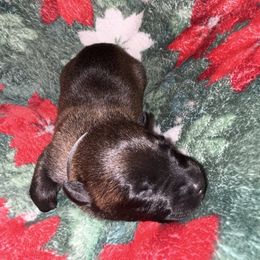 Gray Collar - Mahogany male Belgian Malinois puppy in Trenton, Georgia from Laeknir K9