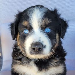 Alex Australian Shepherd - male Australian Shepherd puppy in Limestone, Tennessee from Pilot Hill Teddy Bear Puppies