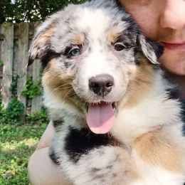 Valentino - Blue merle male Miniature Australian Shepherd puppy in Cleveland, Ohio from Double Moon