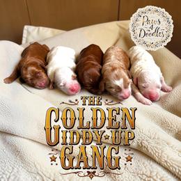 Boots POL - Red  female Goldendoodle puppy in Henrico, Virginia from Paws 4 Doodles, LLC